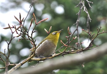 Naklejka premium メジロ