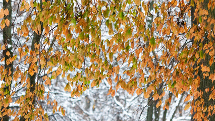 Yellow and green birch leaves covered with snow.Curtains of foliage in the snow. Winter or late autumn, beautiful nature. Natural environment seasonal tree branches close-up.
