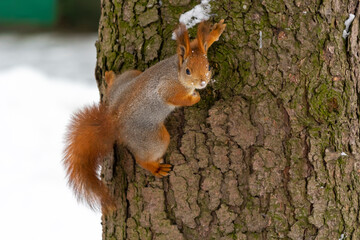 Naklejka na ściany i meble Squirrel on tree trunk in winter park