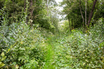 Fototapeta premium Hiking forest trail through dense thickets