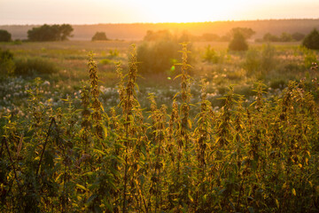 Thickets of nettles in a field against the backdrop of a bright yellow sunset