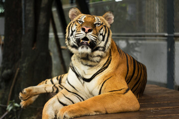 This beautiful Bengal tiger is looking relaxed and sitting like an innocent cat. Although they can be quite aggressive and dangerous in the wild.
