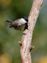la mésange nonnette