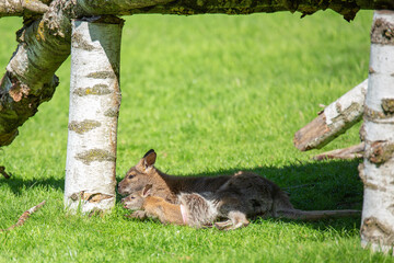 A baby kangaroo and a mother kangaroo hid from the sun in the shade on the green grass. Animals of...