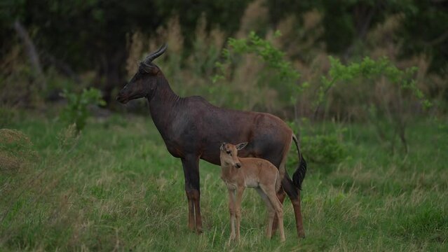 Tsessebe with young, Damaliscus lunatus, detail portrait of big brown African mammal in nature habitat. Sassaby, in green vegetation, Okavango in Botswana. Widlife scene from nature. 