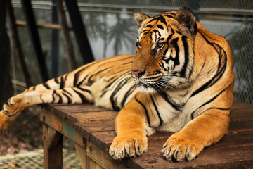 Fototapeta na wymiar This beautiful Bengal tiger is looking relaxed and sitting like an innocent cat. Although they can be quite aggressive and dangerous in the wild.