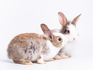 Two baby brown and white rabbits sitting on white background. Lovely action of young rabbits.