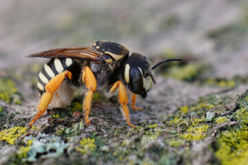 Detailed closeup on the endangered Interrupted resin leafcutter, Trachusa interrupta