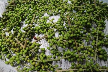 Green young Andaliman on the white background. Commonly known as Tuba or Itir-itir. the fruit of some plants belonging to the clan of zanthoxylum. In indonesia known for Batak cuisin or Batak pepper.