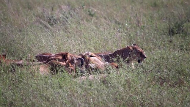 Pride of lioness feasting on prey, eating dead buffalo in the grass. Safari