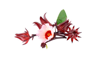 Hibiscus sabdariffa or roselle flower on transparent png