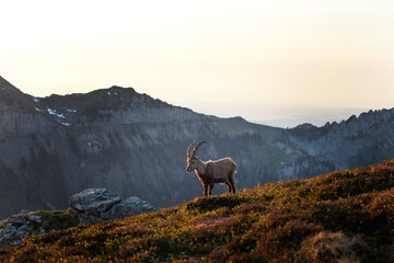 Alpine ibex in the Switzerland Alps. Male of ibex on the mountains. European nature. Goat with long horns.