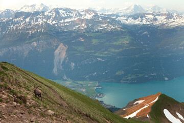 Alpine ibex in the Switzerland Alps. Male of ibex on the mountains. European nature. Goat with long...