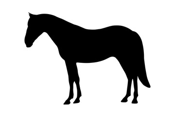 Horse animal silhouette shadow shape isolated on white background. Black simple emblem.