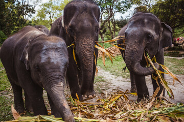 elephant sanctuary thailand - obrazy, fototapety, plakaty