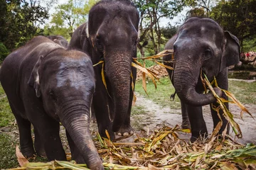 Foto op Aluminium elephant sanctuary thailand © Lais
