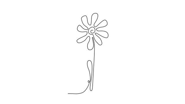 Continuous Thin Line Flower Drawing Animation, Minimalist Botanical Draw, One Line Art Flowering Blossom, Single Floral Outline Animated Drawing