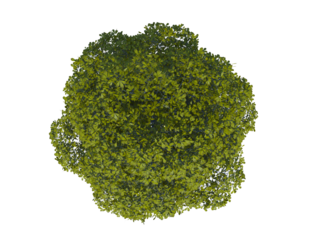 Chestnut top view png alpha channel