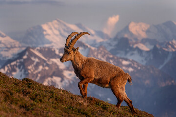 Alpine ibex in the Switzerland Alps. Male of ibex on the mountains. European nature. Goat with long horns.