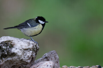 La mésange charbonnière