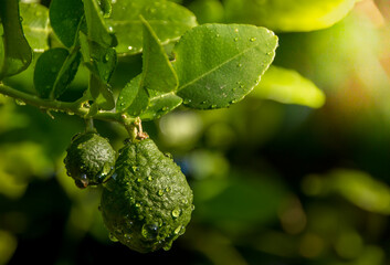 Bergamots are fresh, bergamots with leaves, Water drops on Bergamots, Vegetable and Herb or odoriferous, bergamot Thai fruits are fragrant and sour. - obrazy, fototapety, plakaty