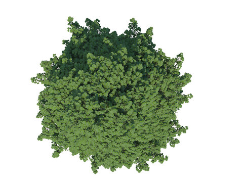 Grey Alder top view png alpha channel