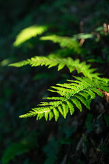 Selective focus. Juicy illuminated close-up fern leaf in natural habitat. Deep three-dimensional image due to the contrast of light and dark. Eco-friendly background for design