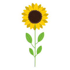 Sunflower plant with green leaves in cartoon style. Vector illustration