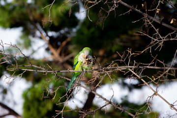 A close-up of a wild quaker parrot eating a flower on a tree branch.