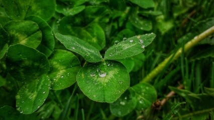 rain drops on a green leaf