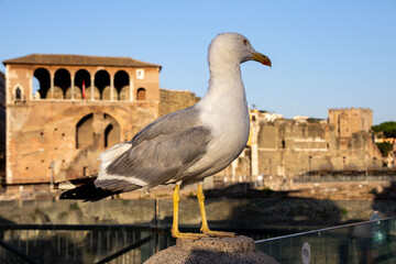 A close-up of a seagull, looking to the back, next to Trajan's Market.