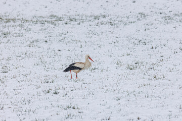 A white stork surprised by winter looks for food in the snow in the Schmuttertal biotope near...