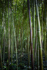 Plant background of foliage and bamboo