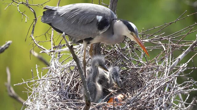 Gray heron is feeding chicks on the nest. Grey heron nesting on the tree. European ornithology during spring season. 