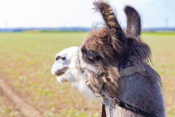 Portrait of llama with holster