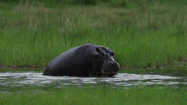 Hippos in the Khwai river, Moremi in Botswana. Africa wildlife nature. Mother and yuoung plaing in the water, green grass in the wet season in Africa. Aminal river behaviour in the Africa.