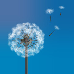 Vector dandelion with flying seeds