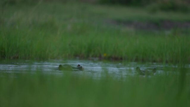 Hippos in the Khwai river, Moremi in Botswana. Africa wildlife nature. Mother and yuoung plaing in the water, green grass in the wet season in Africa. Aminal river behaviour in the Africa.