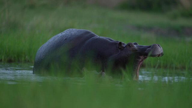 Hippos in the Khwai river, Moremi in Botswana. Africa wildlife nature. Mother and yuoung plaing in the water, green grass in the wet season in Africa. Aminal river behaviour in the Africa.