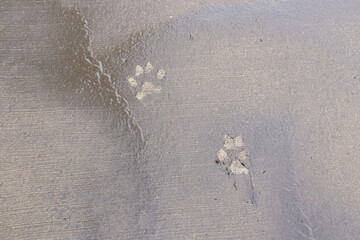 dog paw prints on wet surface