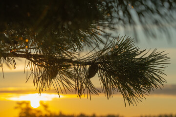 A pine branch with needles on the background of a blurry sunset on the lake. The beauty of nature....