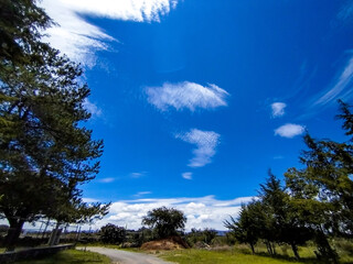 Obraz premium trees and sky