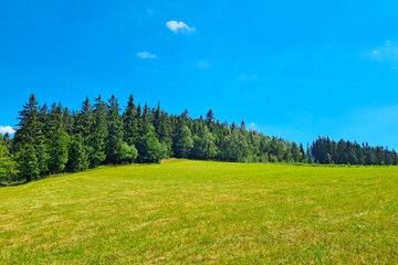 View of the green meadow and forest in the highlands on a sunny summer day.