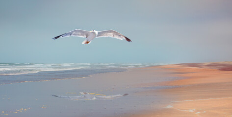 A seagull flying over the skeleton beach - Namibia