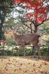 Deer in Nara Park, Nara, Japan. With a Momiji Tree behind.