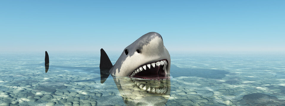 Großer weißer Hai im flachen Gewässer