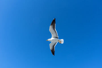Beautiful seagull against the blue sky. Flying seagull against the blue sky.
