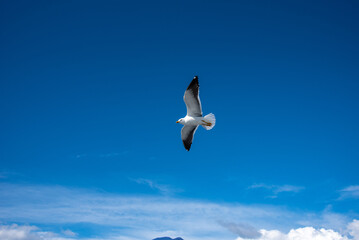 Beautiful seagull against the blue sky. Flying seagull against the blue sky.