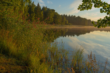 Natal grass (Melinis repens) on the background of the lake shore illuminated by the setting sun. The beauty of nature. Landscape. Natural background.