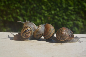 grupo de caracoles